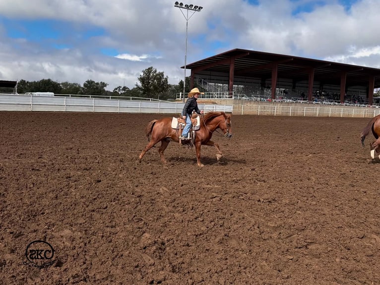 Quarter pony Hongre 8 Ans Alezan cuivré in Canyon