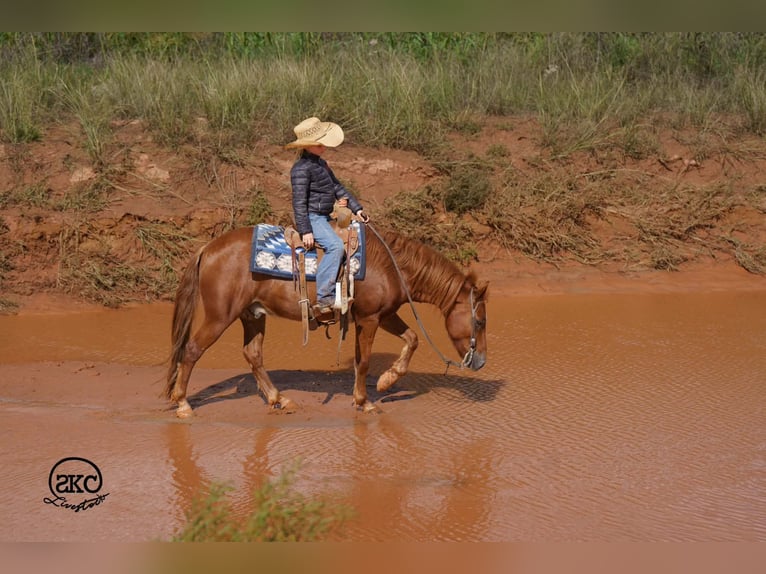 Quarter pony Hongre 8 Ans Alezan cuivré in Canyon