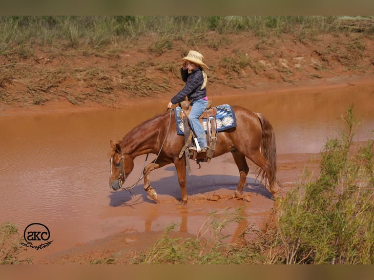 Quarter pony Hongre 8 Ans Alezan cuivré in Canyon