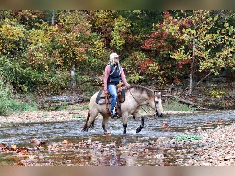 Quarter pony Hongre 9 Ans 132 cm Buckskin in Purdy, MO