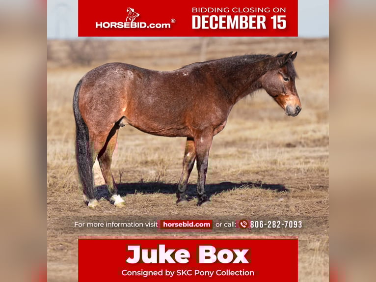 Quarter pony Hongre 9 Ans 132 cm Roan-Bay in Canyon