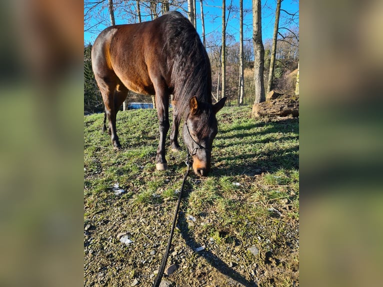 Quarter pony Croisé Hongre 9 Ans 136 cm Bai brun foncé in Burscheid