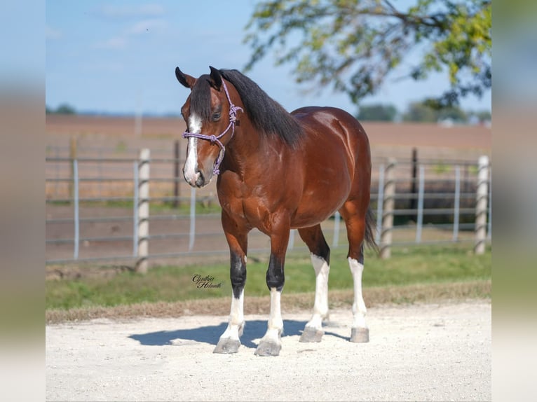 Quarter pony Hongre 9 Ans 137 cm Bai cerise in Independence