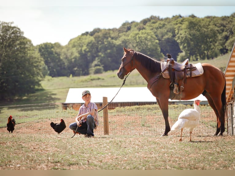 Quarter pony Hongre 9 Ans 140 cm Bai cerise in Culleoka