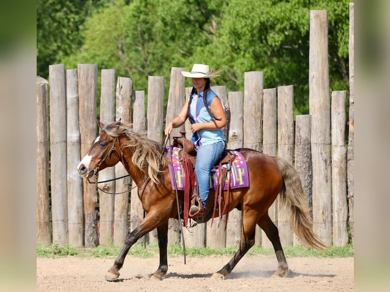 Quarter pony Hongre 9 Ans 142 cm Bai cerise in Athens