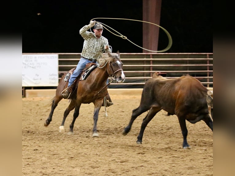 Quarter pony Hongre 9 Ans 142 cm Bai cerise in Athens
