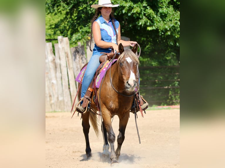 Quarter pony Hongre 9 Ans 142 cm Bai cerise in Athens