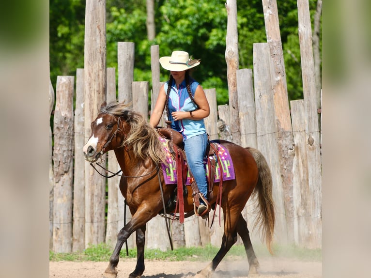 Quarter pony Hongre 9 Ans 142 cm Bai cerise in Athens