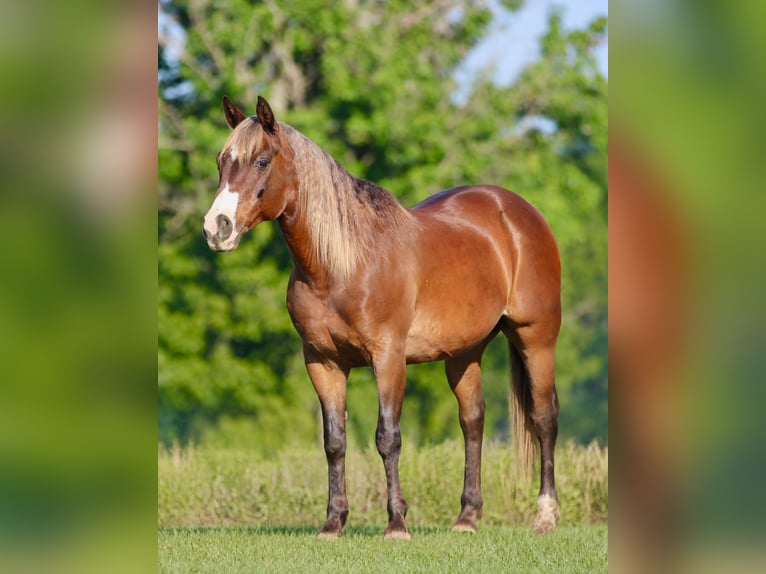 Quarter pony Hongre 9 Ans 142 cm Bai cerise in Athens