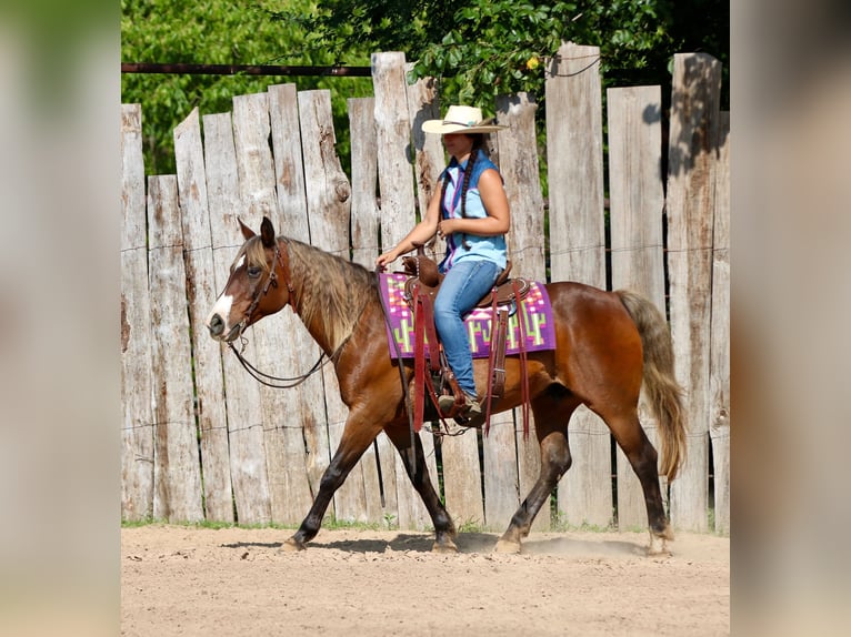 Quarter pony Hongre 9 Ans 142 cm Bai cerise in Athens