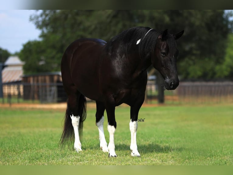 Quarter pony Hongre 9 Ans 142 cm in Joshua, TX
