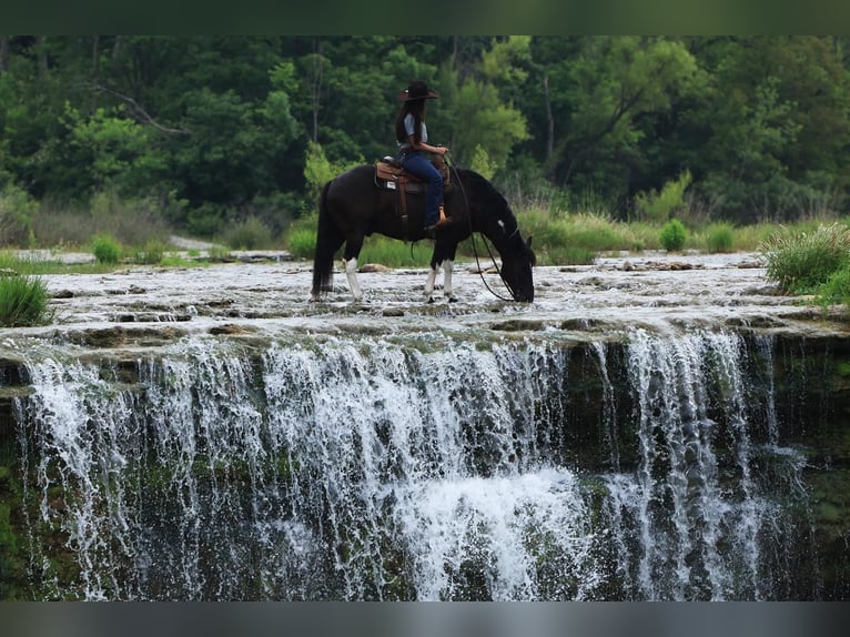 Quarter pony Hongre 9 Ans 142 cm in Joshua, TX