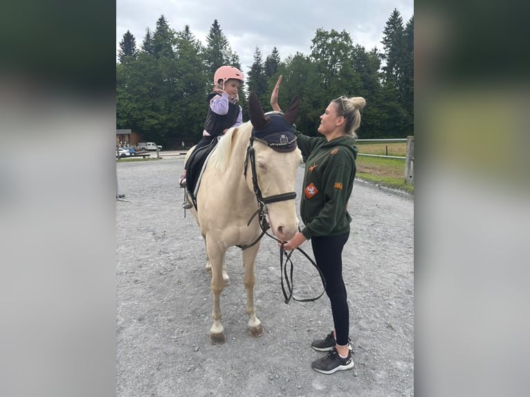 Quarter pony Hongre 9 Ans 154 cm Blanc in Kranj