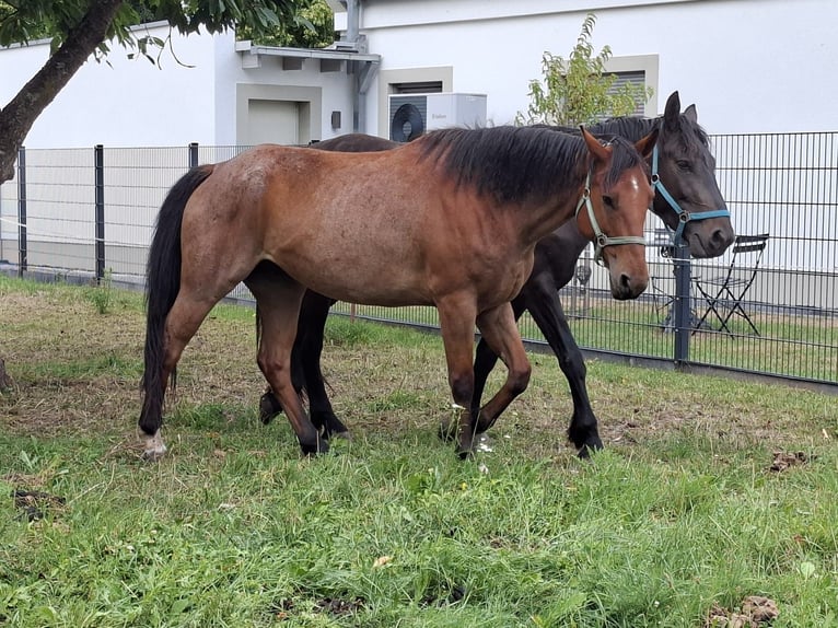 Quarter pony Hongre 9 Ans 164 cm Roan-Bay in Thüringen - Teistungen