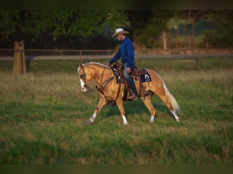Quarter pony Hongre 9 Ans Palomino in Fort Worth