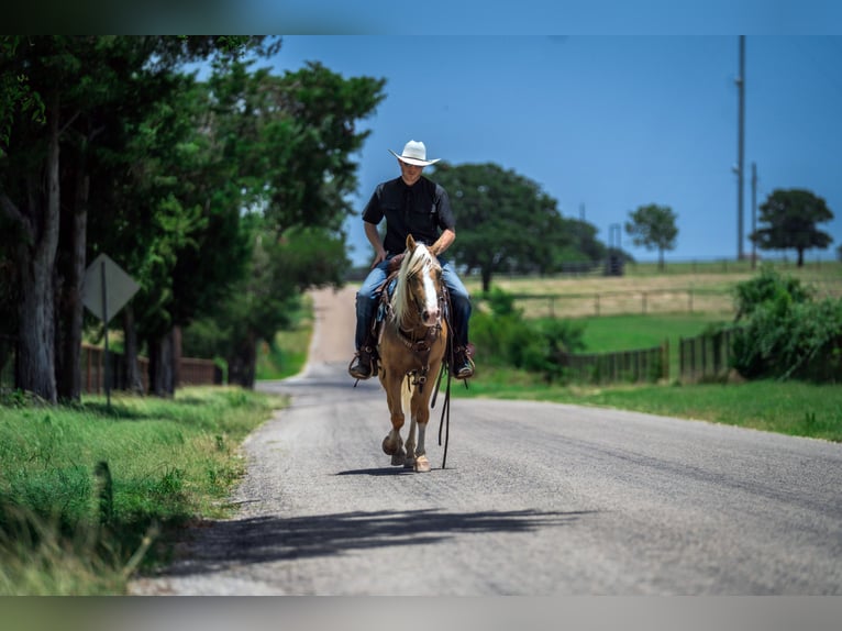 Quarter pony Hongre 9 Ans Palomino in Fort Worth