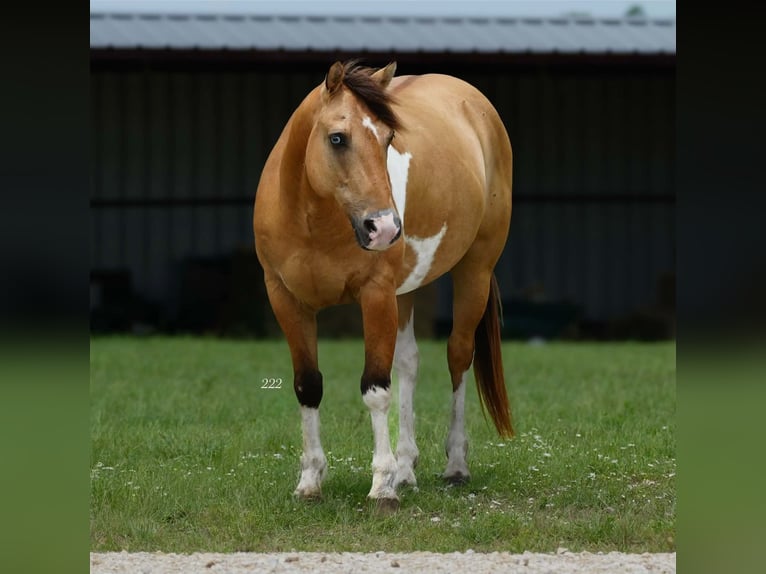 Quarter pony Hongre 9 Ans Pinto in Cisco