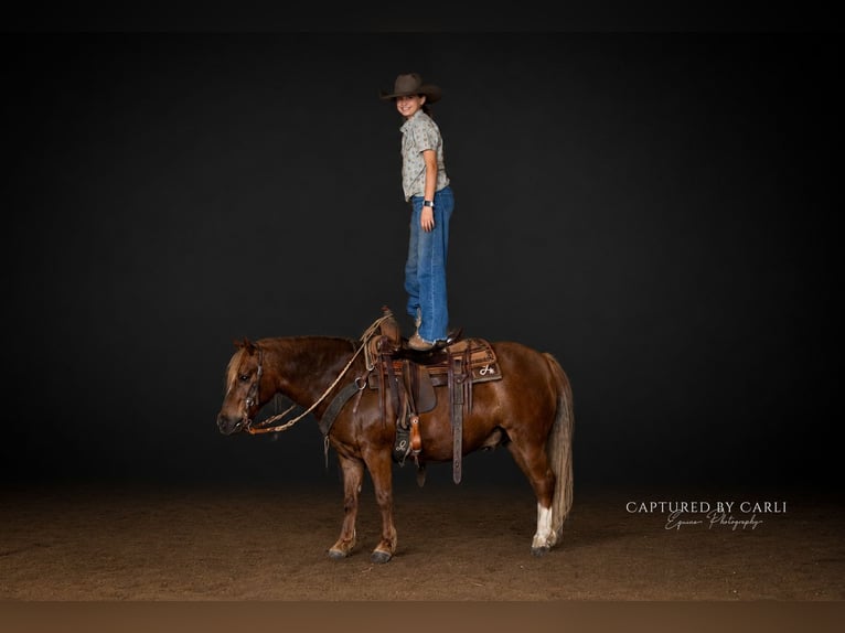 Quarter pony Hongre 9 Ans  in Lewistown
