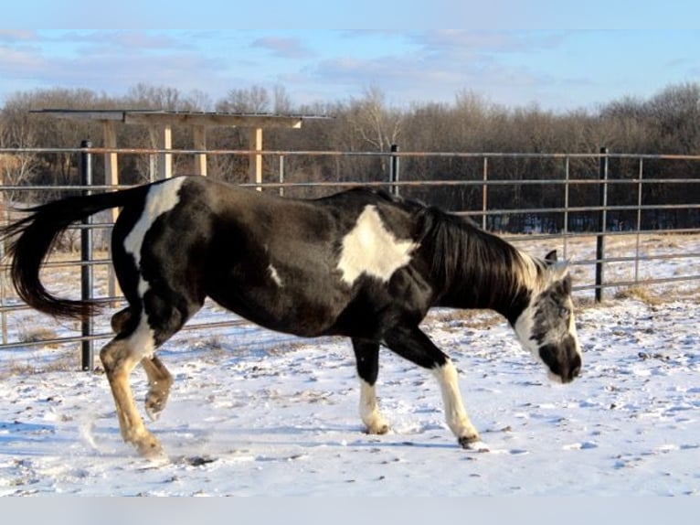 Quarter pony Jument 10 Ans 132 cm Overo-toutes couleurs in Atlanta