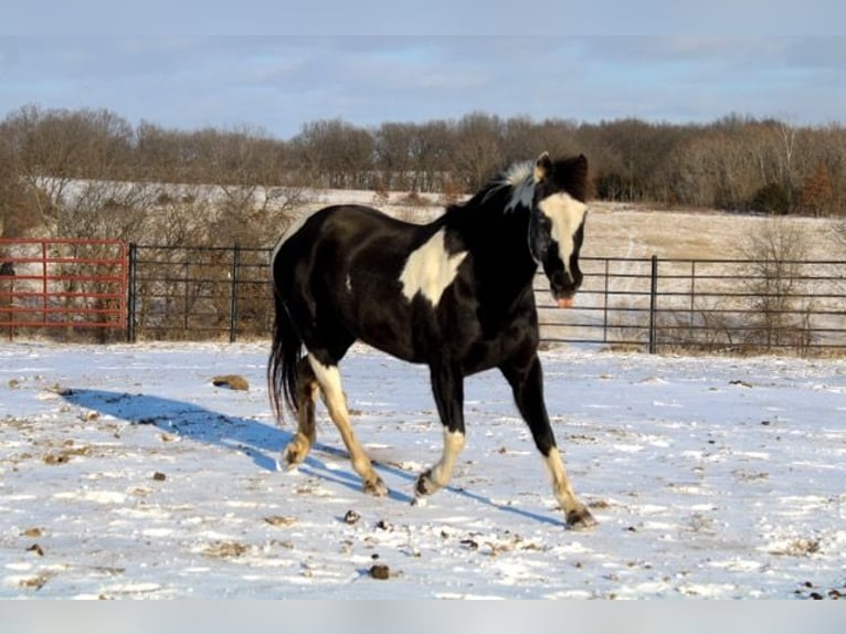 Quarter pony Jument 10 Ans 132 cm Overo-toutes couleurs in Atlanta