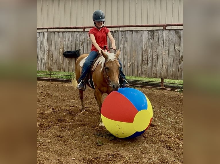 Quarter pony Jument 10 Ans Palomino in Weatherford