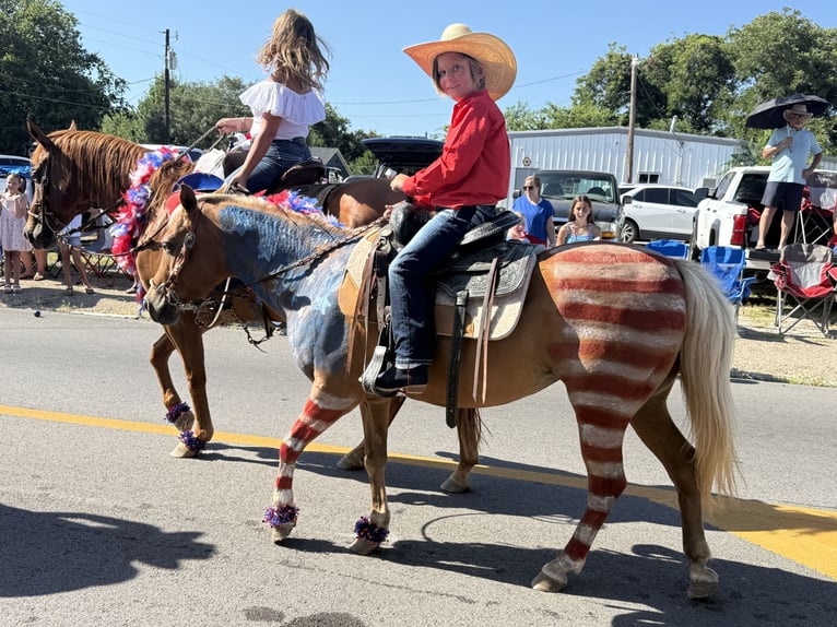 Quarter pony Jument 10 Ans Palomino in Weatherford