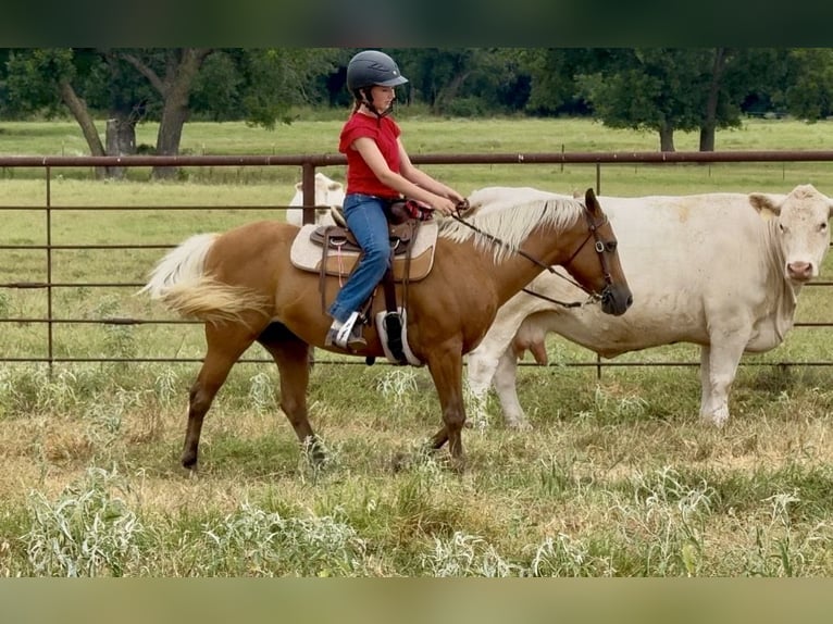 Quarter pony Jument 10 Ans Palomino in Weatherford