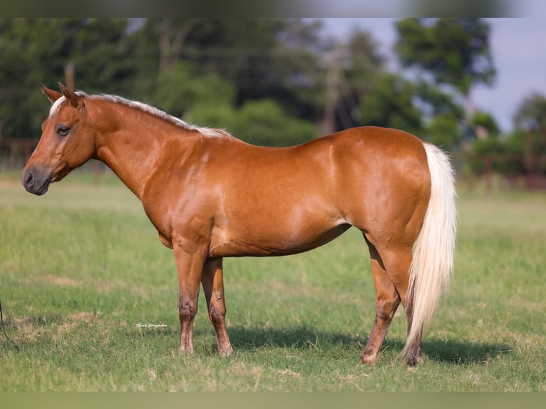 Quarter pony Jument 10 Ans Palomino in Weatherford