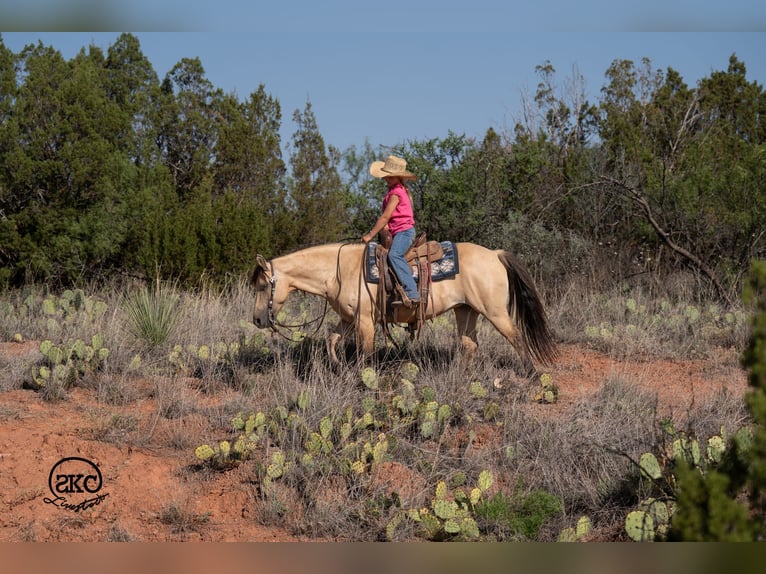 Quarter pony Jument 11 Ans 132 cm Buckskin in Canyon