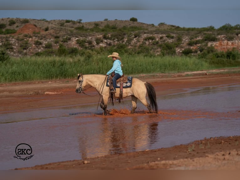 Quarter pony Jument 11 Ans 132 cm Buckskin in Canyon
