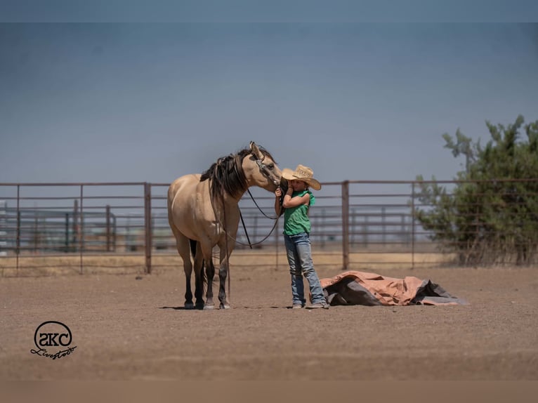 Quarter pony Jument 11 Ans 132 cm Buckskin in Canyon