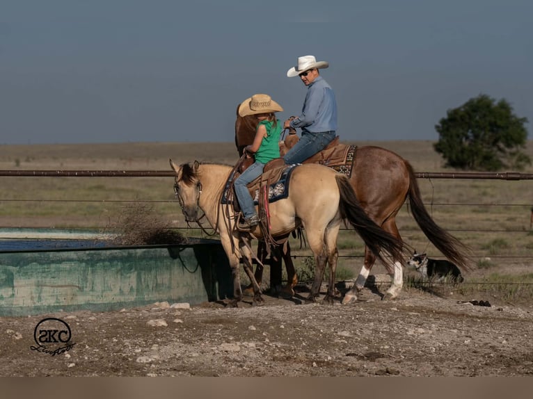 Quarter pony Jument 11 Ans 132 cm Buckskin in Canyon