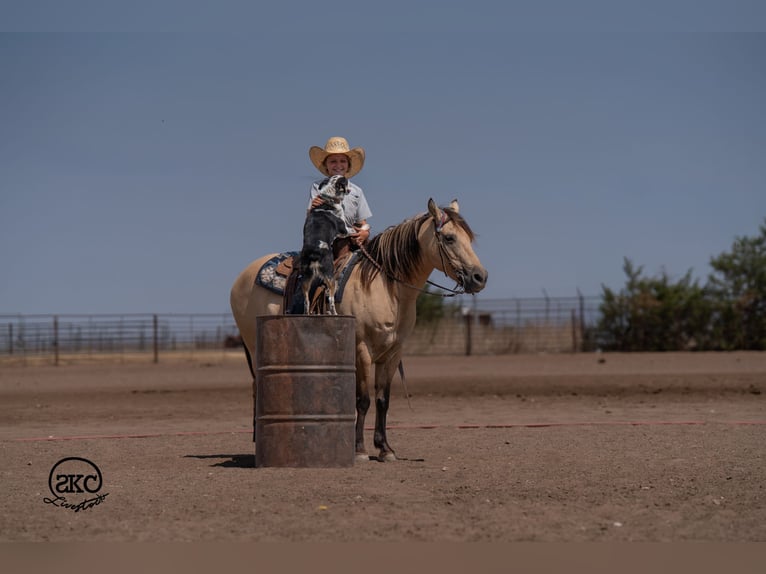 Quarter pony Jument 11 Ans 132 cm Buckskin in Canyon