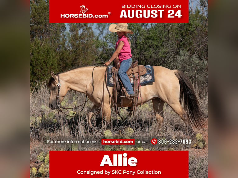 Quarter pony Jument 11 Ans 132 cm Buckskin in Canyon