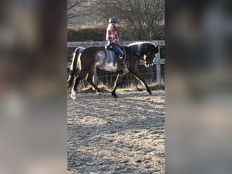 Quarter pony Jument 11 Ans 155 cm Overo-toutes couleurs in Klein Nordende