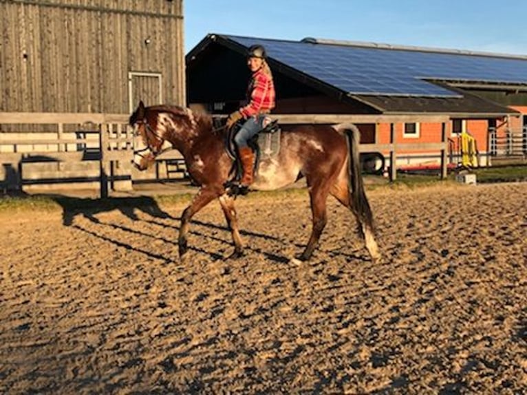 Quarter pony Jument 11 Ans 155 cm Overo-toutes couleurs in Klein Nordende