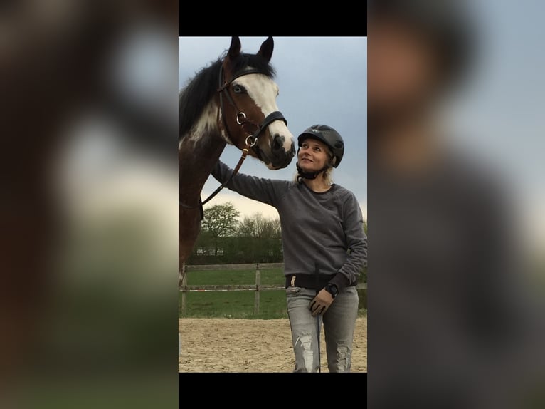 Quarter pony Jument 11 Ans 155 cm Overo-toutes couleurs in Klein Nordende