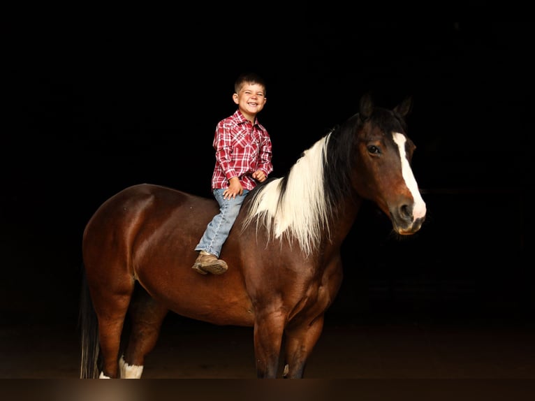 Quarter pony Jument 12 Ans 137 cm in Falmouth, KY
