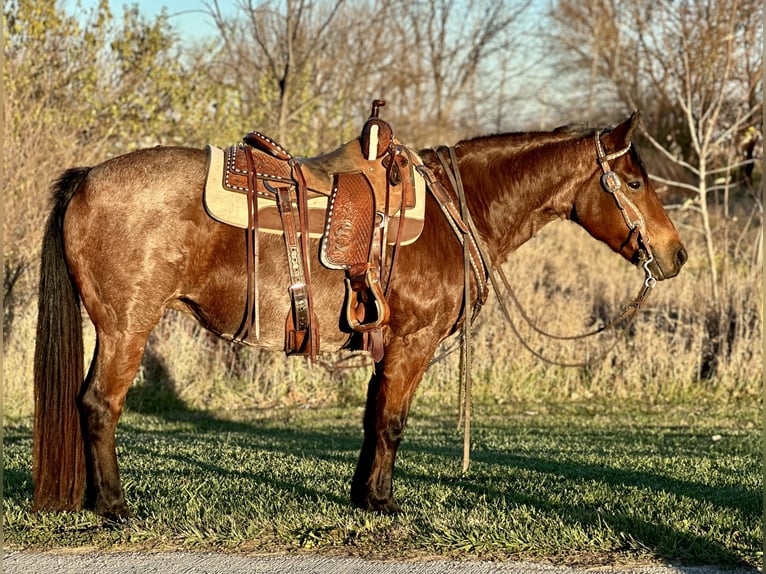 Quarter pony Jument 12 Ans 140 cm Roan-Bay in Zearing