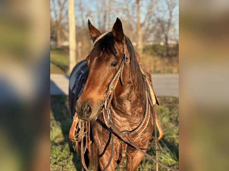 Quarter pony Jument 12 Ans 140 cm Roan-Bay in Zearing