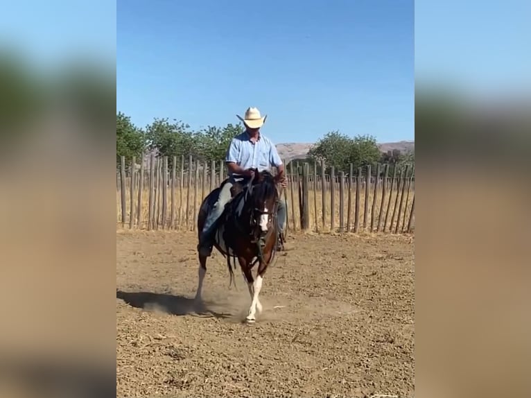 Quarter pony Jument 13 Ans 135 cm Tobiano-toutes couleurs in Tres Pinos