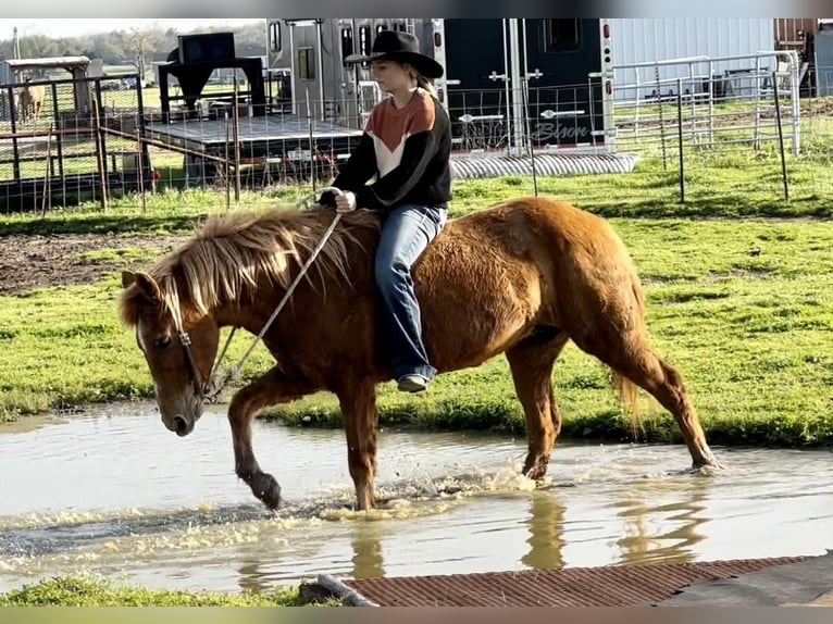 Quarter pony Croisé Jument 13 Ans Alezan cuivré in Ravenna, TX