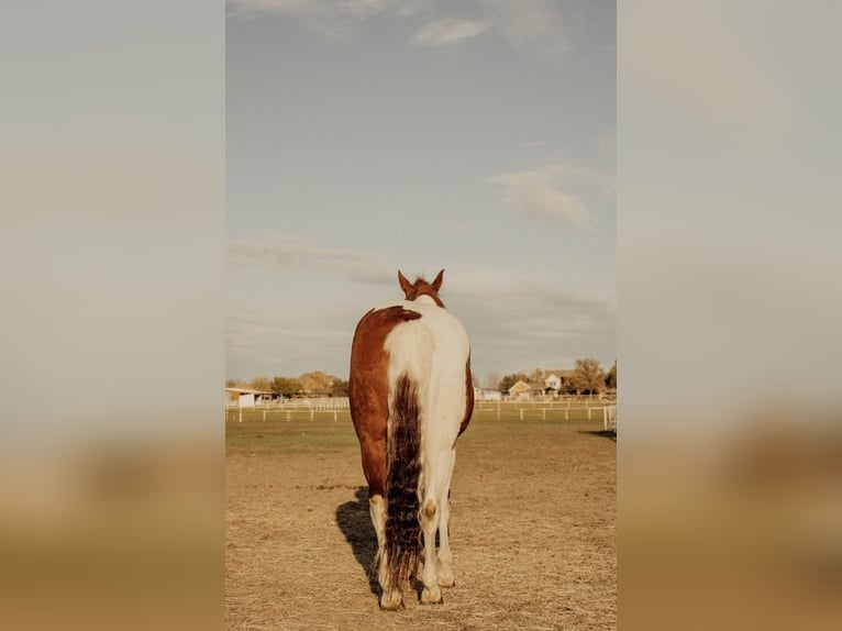 Quarter pony Jument 13 Ans in Rockwall, TX