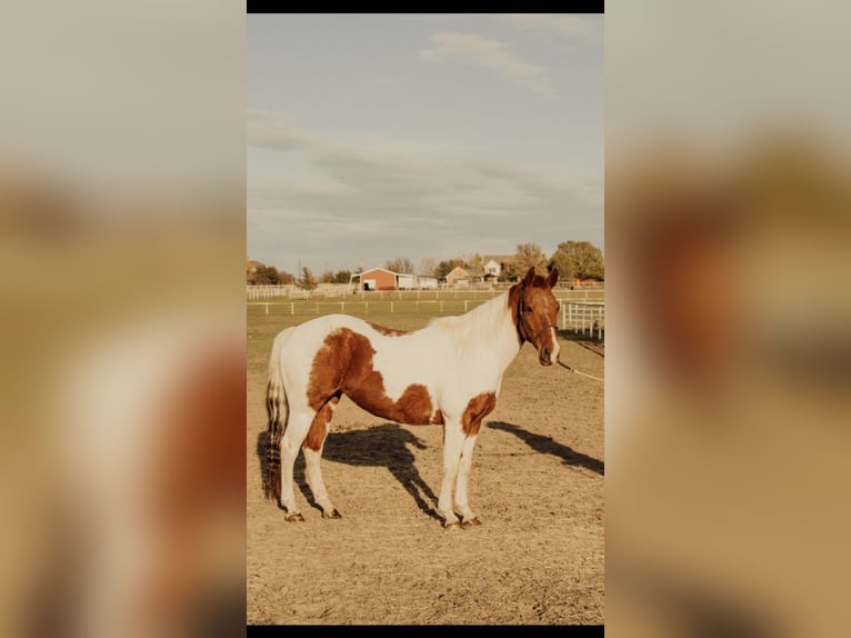 Quarter pony Jument 13 Ans in Rockwall, TX