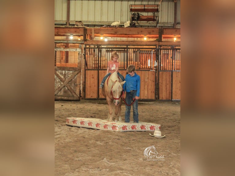 Quarter pony Jument 14 Ans 127 cm Palomino in Cody