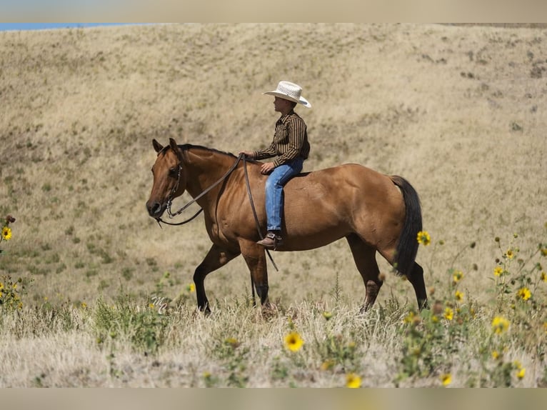 Quarter pony Jument 14 Ans 140 cm Isabelle in Caldwell, ID