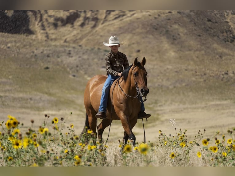 Quarter pony Jument 14 Ans 140 cm Isabelle in Caldwell, ID