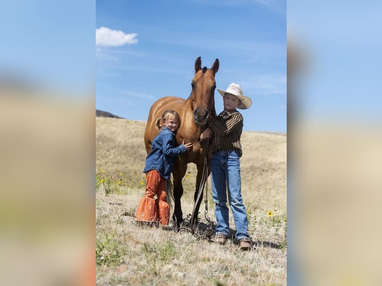 Quarter pony Jument 14 Ans 140 cm Isabelle in Caldwell, ID