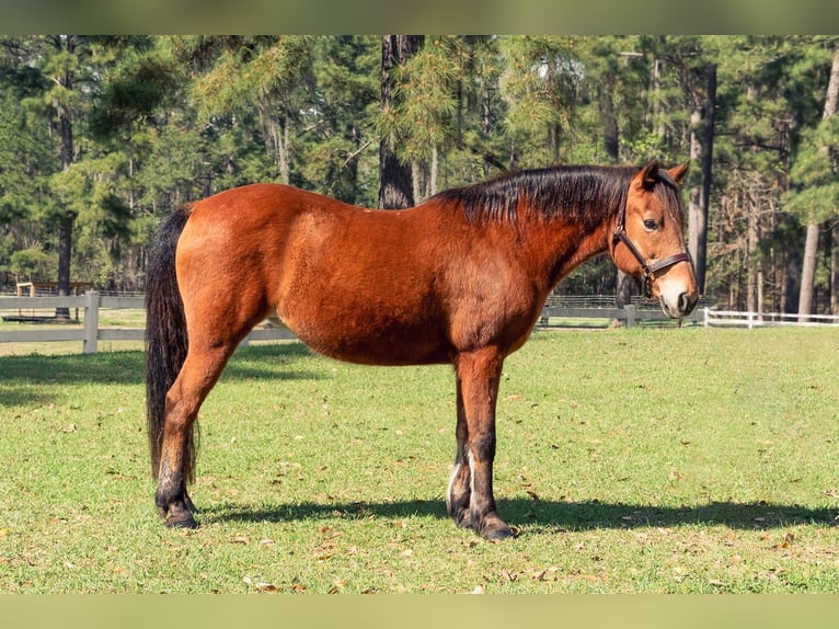 Quarter pony Jument 14 Ans Bai cerise in Guyton