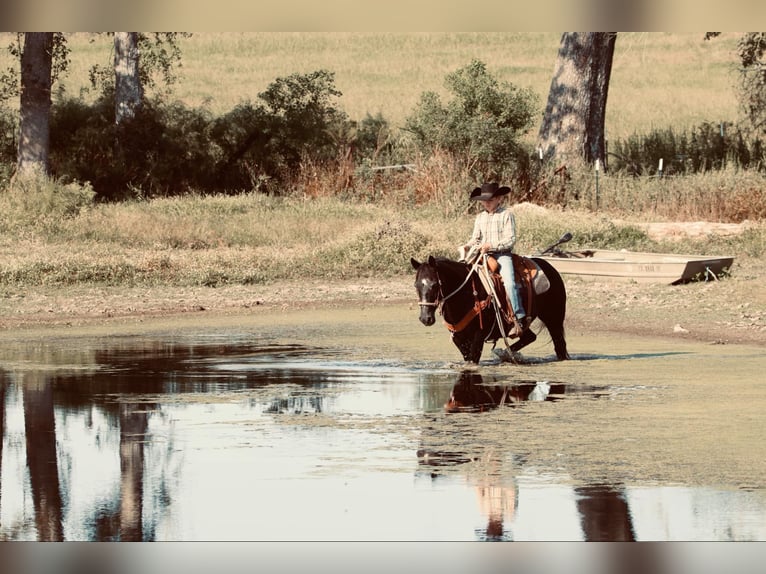 Quarter pony Jument 15 Ans 140 cm Noir in Carthage